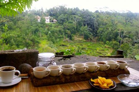 Luwak Coffee Plantation Bali Ubud Tour