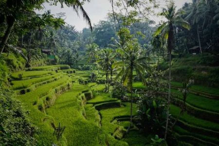 Ceking Tegalalang Rice Terrace Ubud